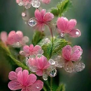 Meet your Posher, Yassora